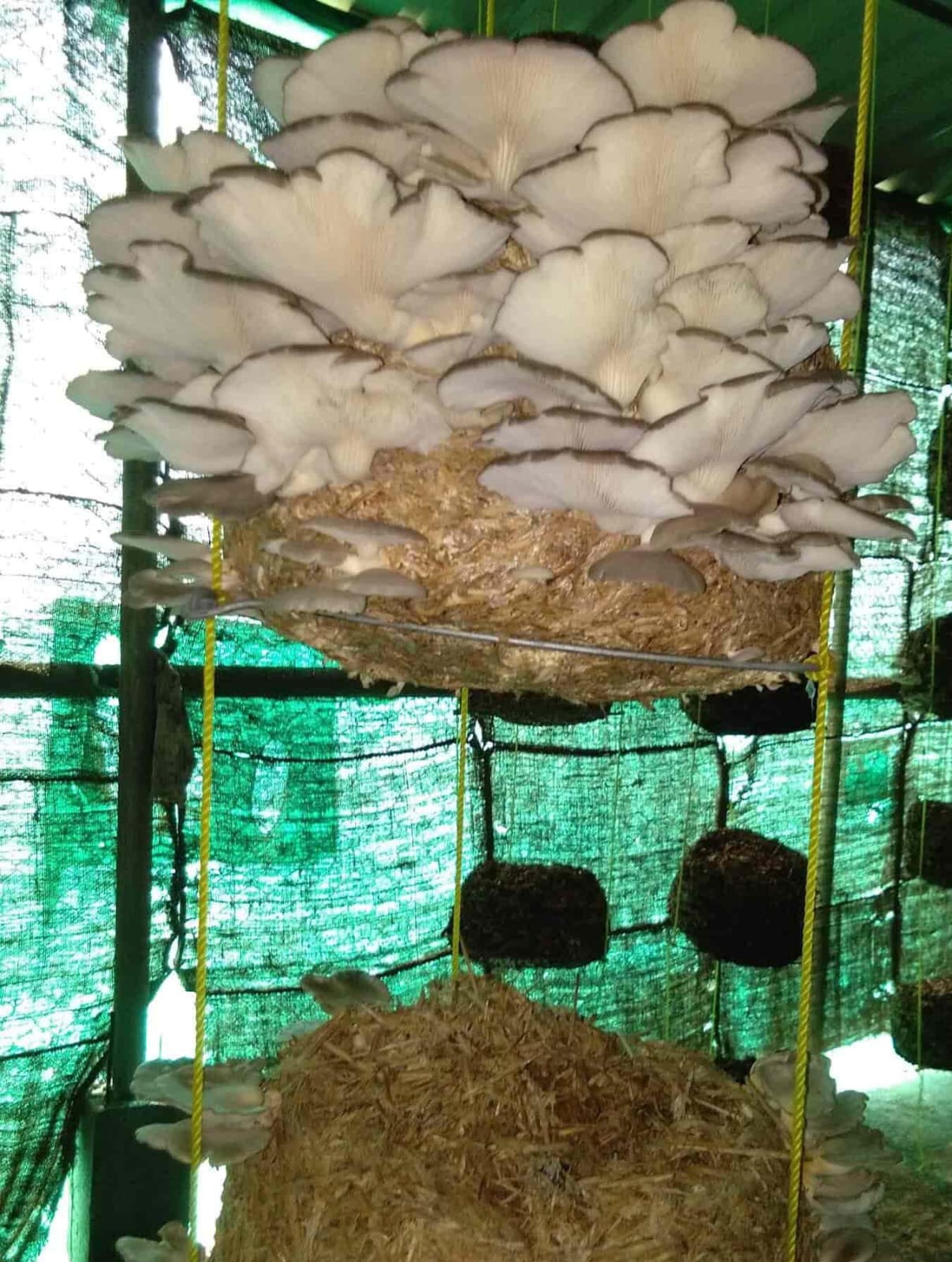 Cordyceps Militaris Laboratory