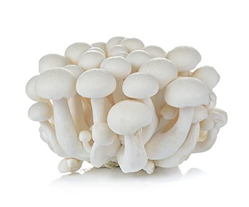 Fresh Oyster Mushroom Harvest