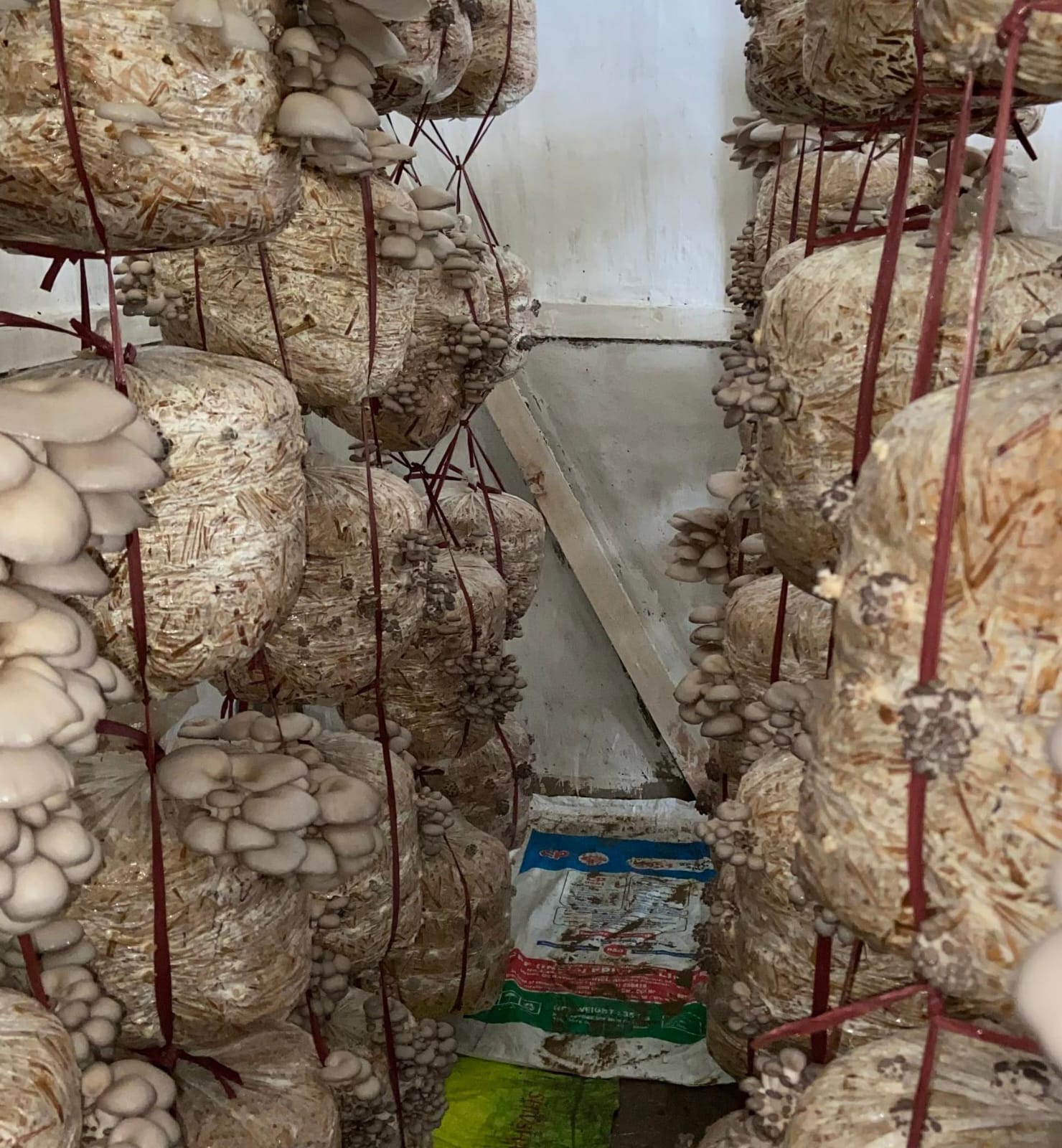 Mushroom Powder & Value Added